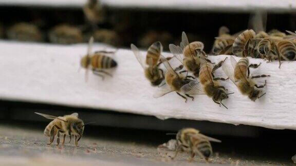 蜜蜂爬在