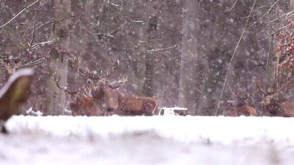 红鹿在冬季仙境