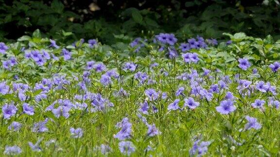 田野里的紫罗兰花
