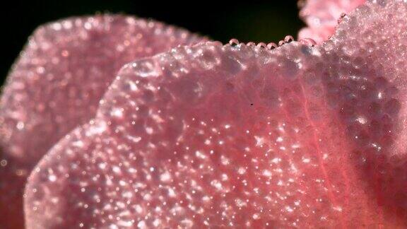 粉红色的花瓣在露珠里