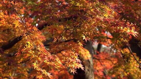 日本东京:五颜六色的秋叶或树上的叶子