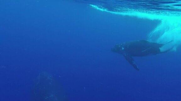 一头母鲸和小座头鲸一起游泳