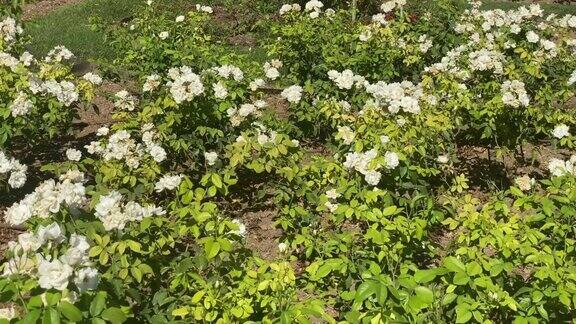 种植白玫瑰