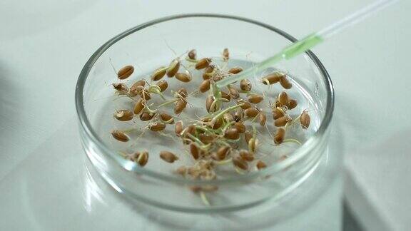 实验室科学家向发芽的种子喷洒溶液以加速其生长