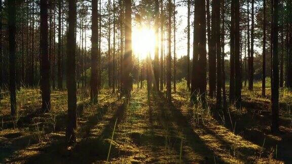 美丽的风景与日出太阳在阳光充足的针叶林阳光穿过树林在树林里相机慢镜头在松林