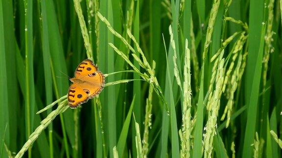 蝴蝶在新鲜的绿色水稻树上