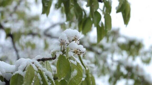 4月份下雪白雪覆盖了开花的果树