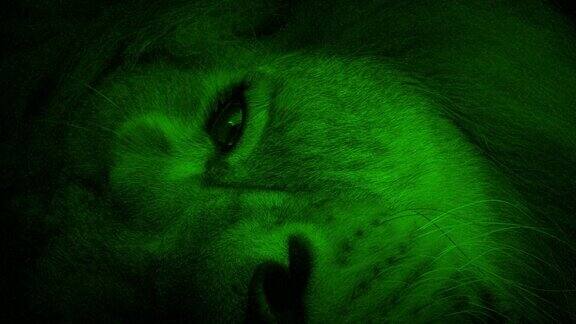 夜视狮子睁开眼睛看着摄像机