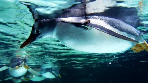 巴布亚企鹅游泳水下特写