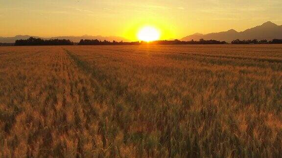 空中眩晕效应:日落时农田上的金色麦田