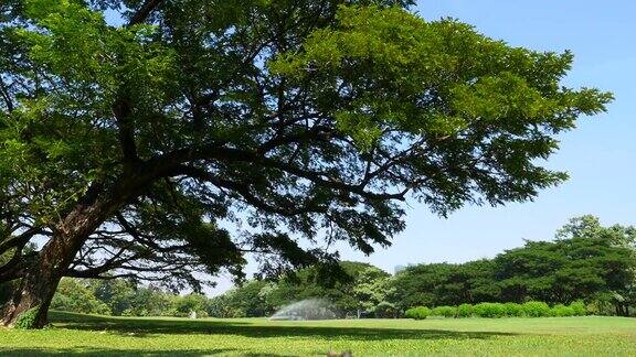 在绿色公园的大树和绿色庭院