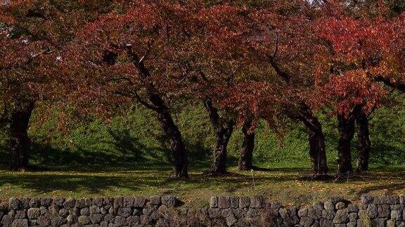 风吹动了公园里的桔子树和池塘Autumn-Mountain(4k的分辨率)