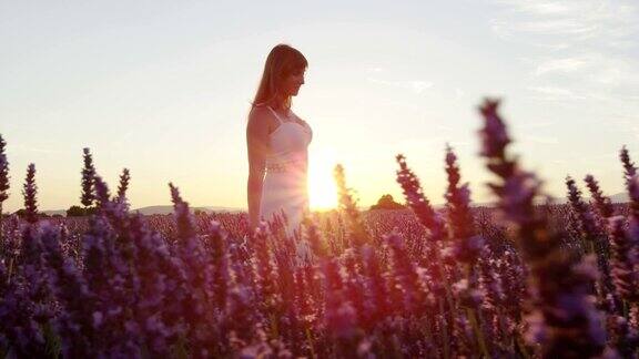 慢镜头:性感的年轻女子在白色连衣裙享受美丽的紫色薰衣草在夏天日落