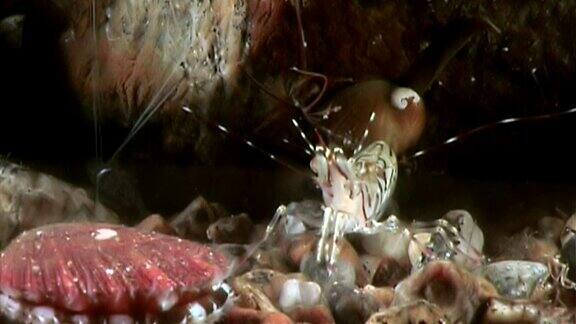 海扇贝靠近海底