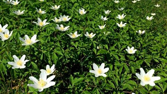 小的白色的野花许多初春的花朵在风中摇曳