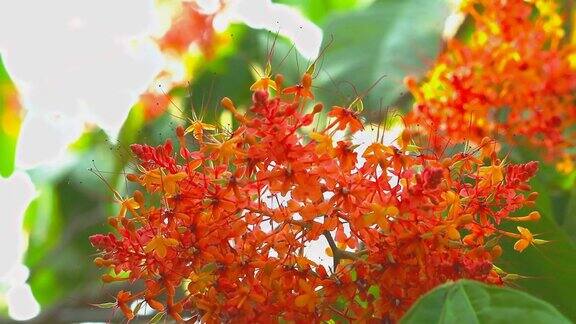 阿育王萨拉卡悲伤树花束红色的花随风移动