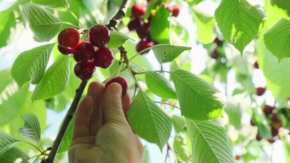 农民的手触摸甜樱桃浆果在阳光下的夏日农场花园