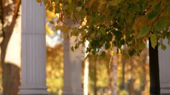 美丽的秋天公园里的黄桦树