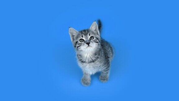 小猫坐在蓝色的演播室背景下看着相机