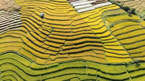 无人机拍摄泰国的水稻梯田