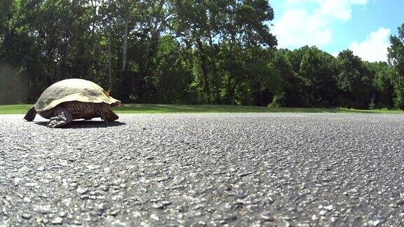野生龟在停车场近距离