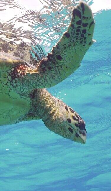 海龟在水面上休息向下看的特写慢动作玳瑁海龟或Bissa(Eretmochelysimbricata)躺在蓝色的水面上看着行动低角度拍摄