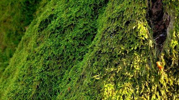 长满多年生绿色苔藓的树干关闭ups