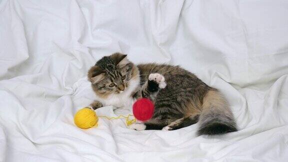 一只毛绒绒的小猫正躺在白色的床上玩线团