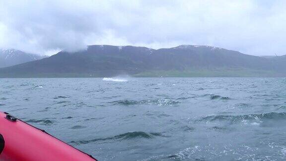 在冰岛Dalvik附近巨大的座头鲸突然跃出水面