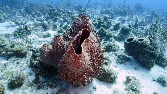加勒比海珊瑚礁海景库拉索岛有鱼珊瑚和巨桶海绵
