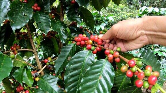 在树上采摘咖啡豆的慢镜头