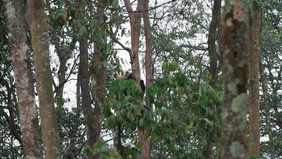 一只可爱的小熊猫正从树上爬下来