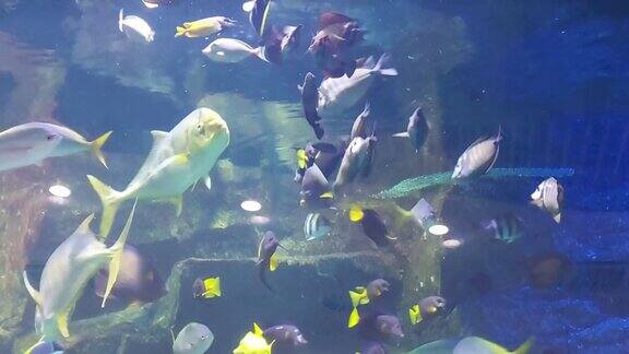 美丽的鱼在水族馆里游泳海洋生物海底世界