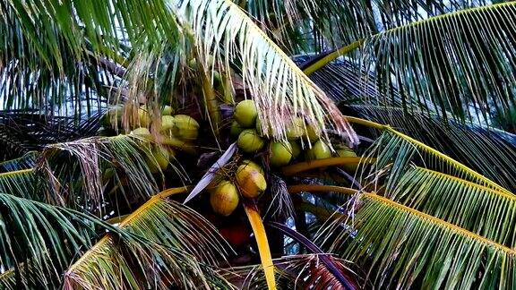 从椰子树下缩小镜头椰子树上的椰子生长在岛上海风吹拂着椰子树的叶子