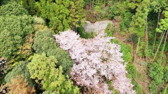 日本茨城县樱川市的野樱花