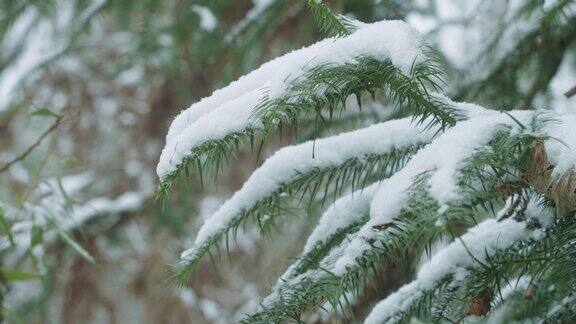 雪在雪中覆盖着云杉