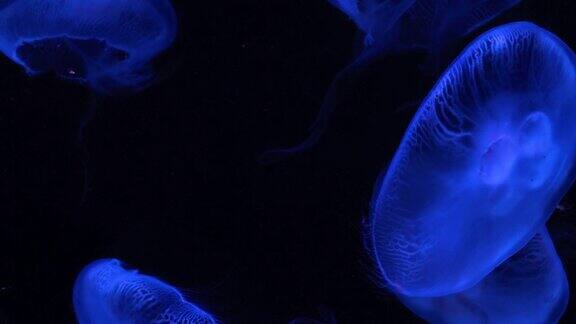 月亮水母在深海游动