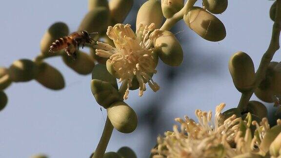 蜜蜂飞