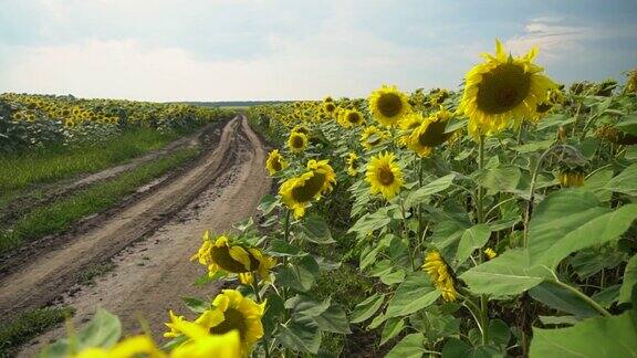 夏天黄色的向日葵在田野里盛开农业工业生产葵花籽油
