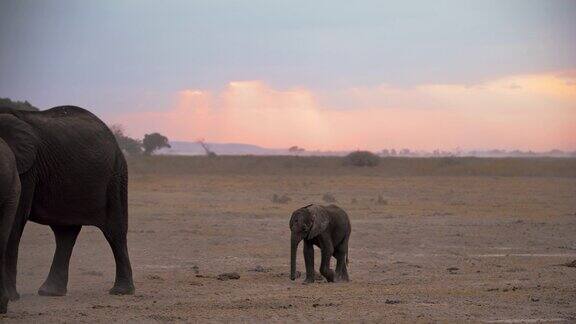 肯尼亚安博塞利国家公园的大象一家