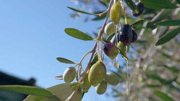 橄榄树的树枝从收获的橄榄上弯下来黑色和绿色的橄榄生长在农业种植园里新鲜的有机橄榄油从树枝上滴下橄榄油生产