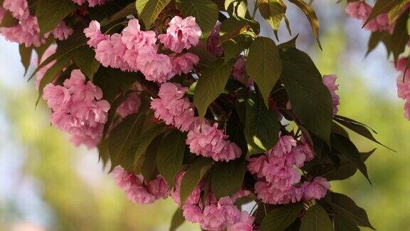 美丽的日本樱花美丽的粉红色、红色花朵在风中摇曳绿叶在风中摇曳