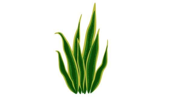生长的动画草植物草出现包4剪辑和类型的草孤立在白色背景4k