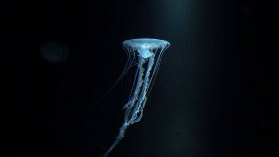 水母在深海游泳漂浮