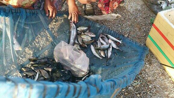 一个女人正在挑选新鲜的小鱼准备从渔夫那里