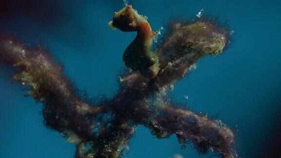 一只侏儒海马海马体藏在柳珊瑚里