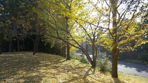 葛西林海公园日本东京秋天