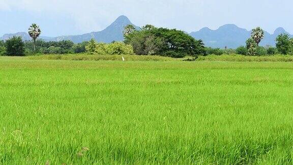 风把绿色的稻田吹到地平线上在炎热的太阳下摇曳