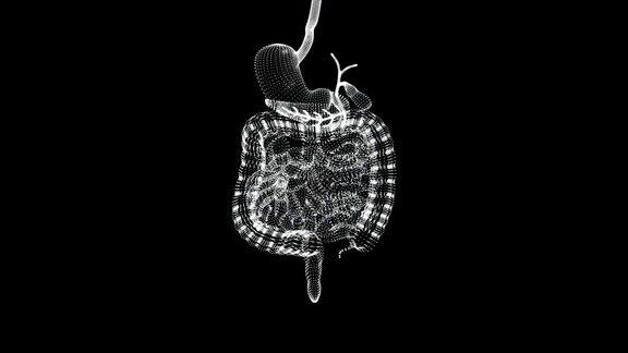 全息屏幕3d的大肠和小肠的人体循环
