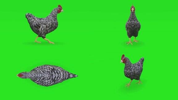 绿幕上行走的小鸡动物野生动物游戏回到学校3d动画短视频电影卡通有机色度键人物动画设计元素主题集